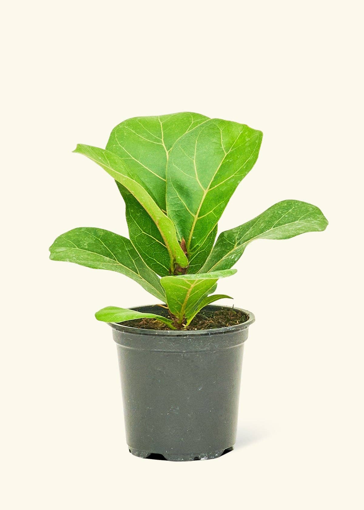 Fiddle Leaf Fig Live Plant (4" Pot): MD