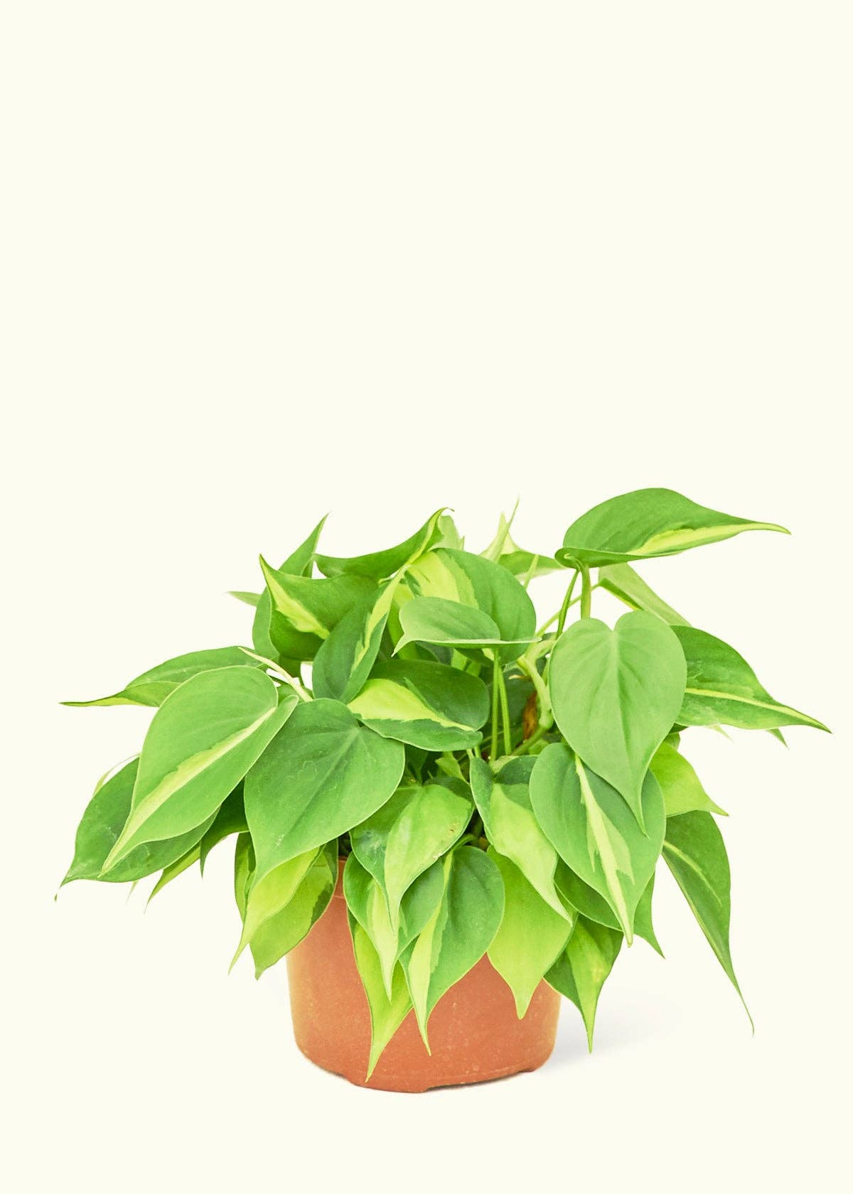 Philodendron 'Brazil' (4"  Pot): MD