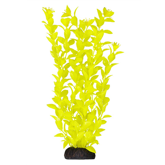 Ludwigia - Yellow - 12"
