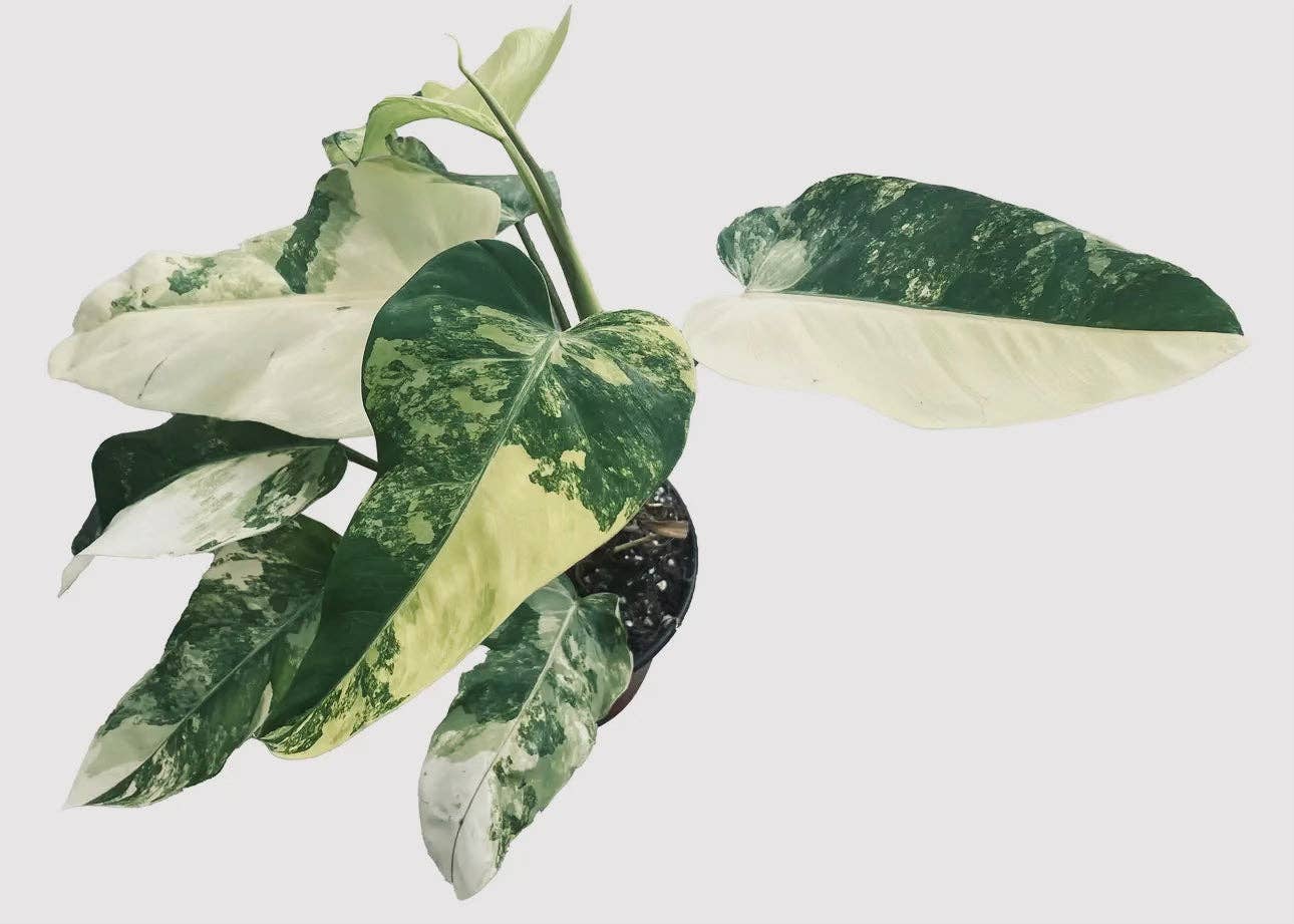 Philodendron Domesticum Variegated