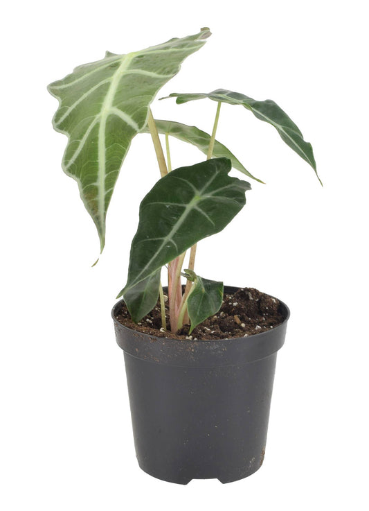 Alocasia Polly 4 inch Grower Pot