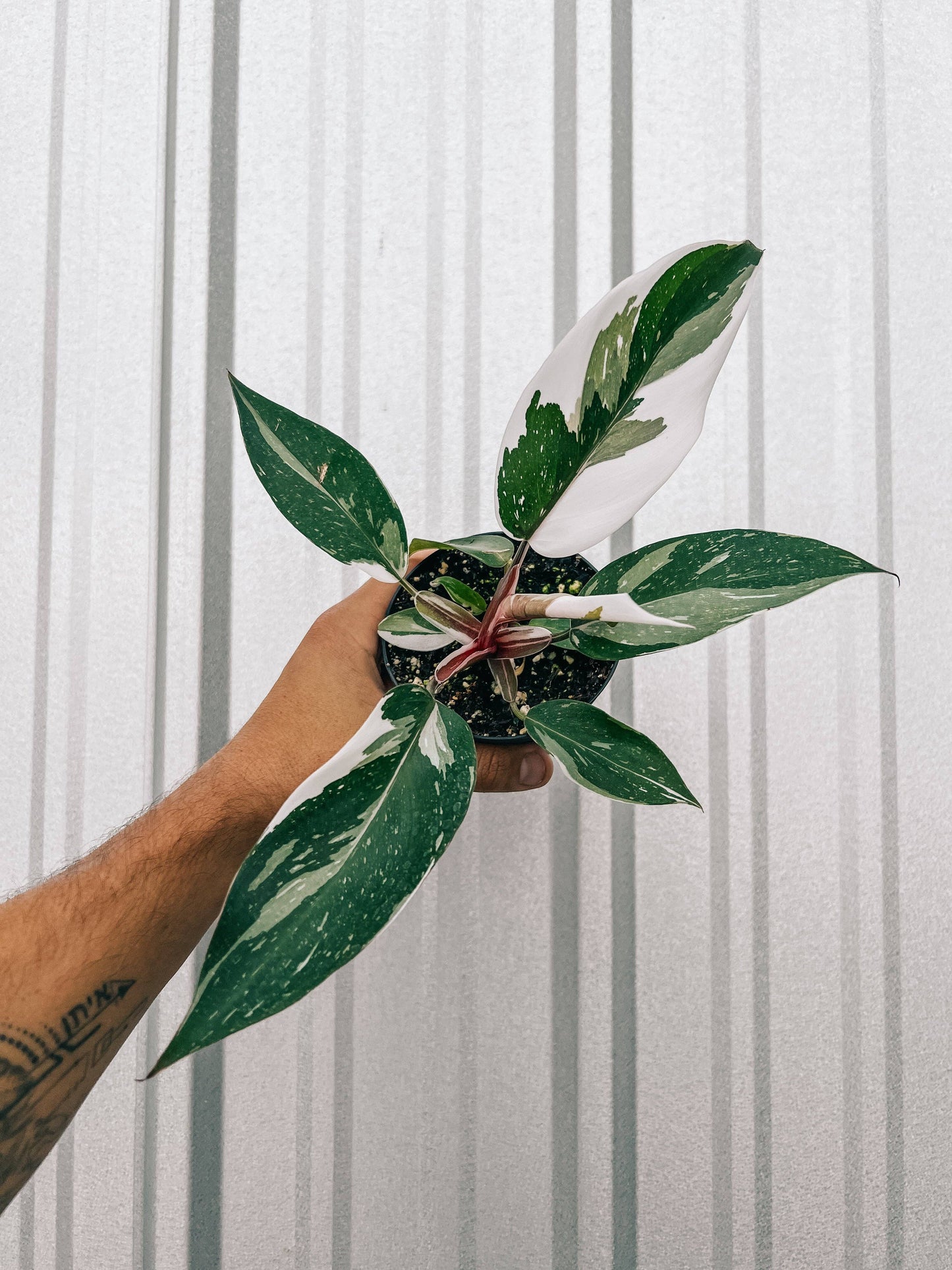 4" Philodendron Red Anderson 'Pink Knight'