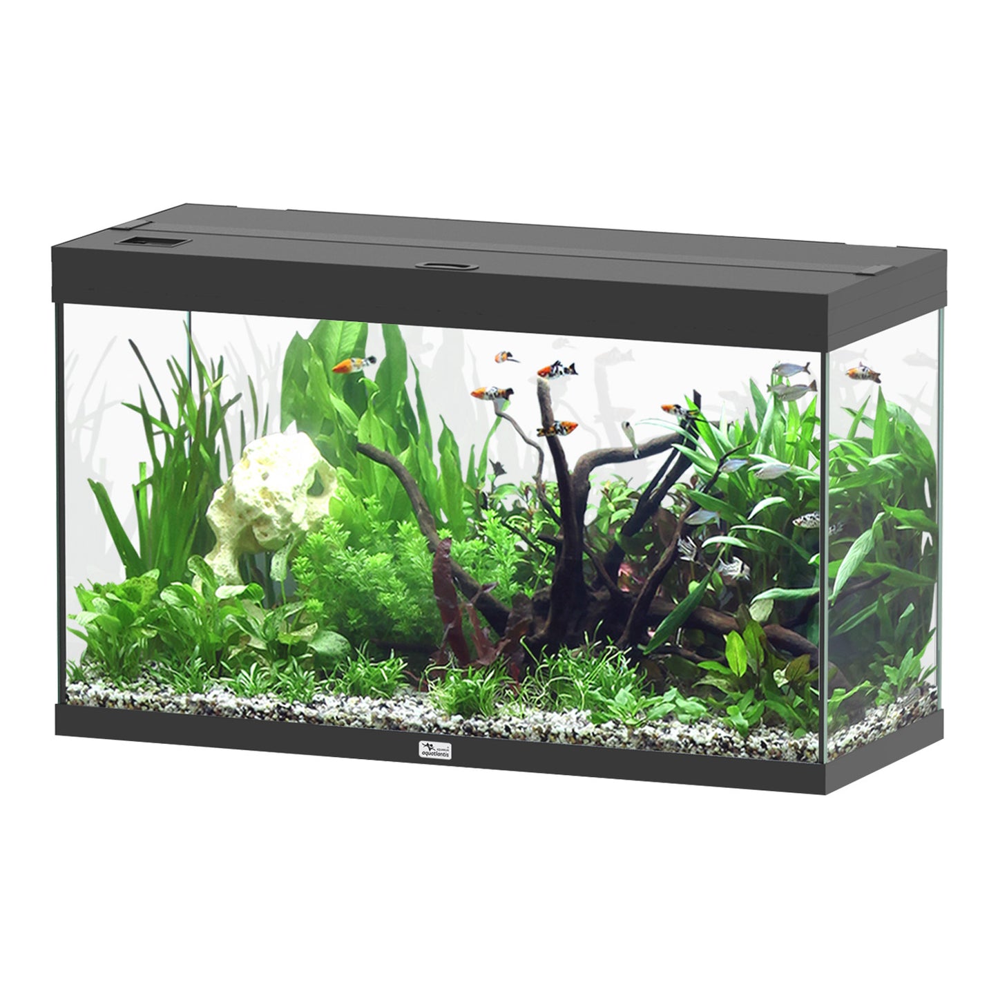 AQUATLANTIS Splendid Ultra 100 Tank