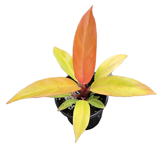 Philodendron Prince of Orange 4 inch Grower Pot