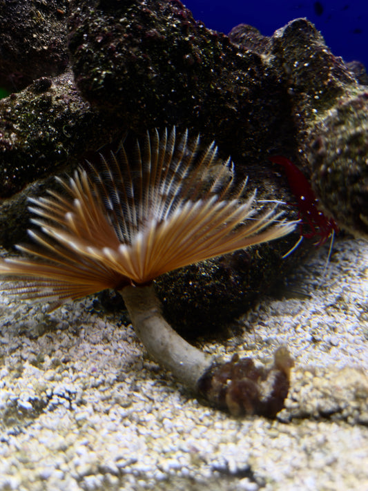 Feather duster worm (RS)