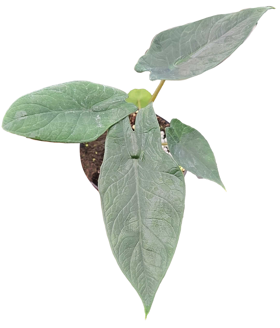 Alocasia Scalprum 4 inch Grower Pot