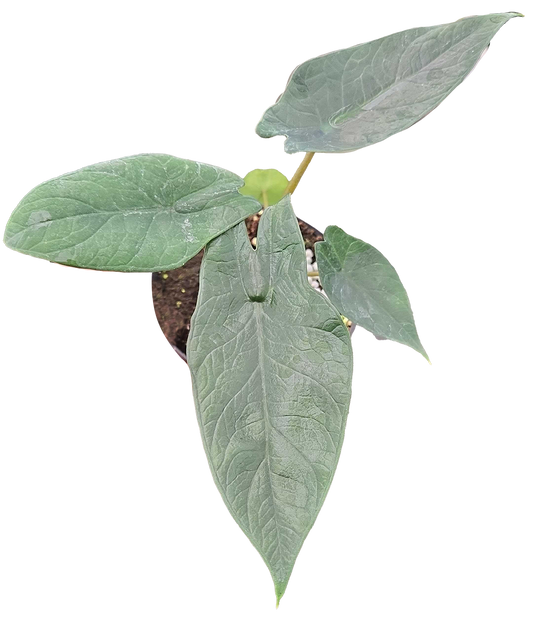 Alocasia Scalprum 4 inch Grower Pot