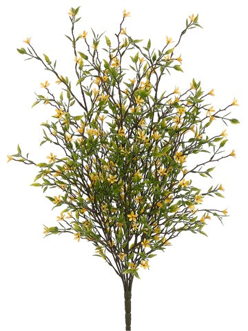 20" Wild Starflower Bush Yellow