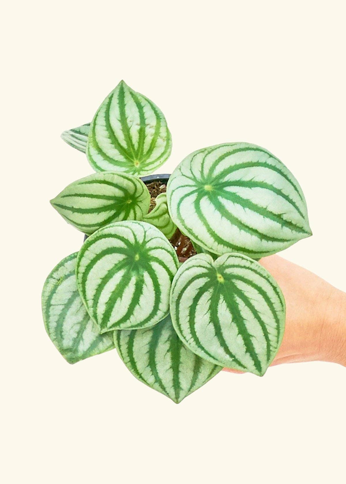 Watermelon Peperomia  SM