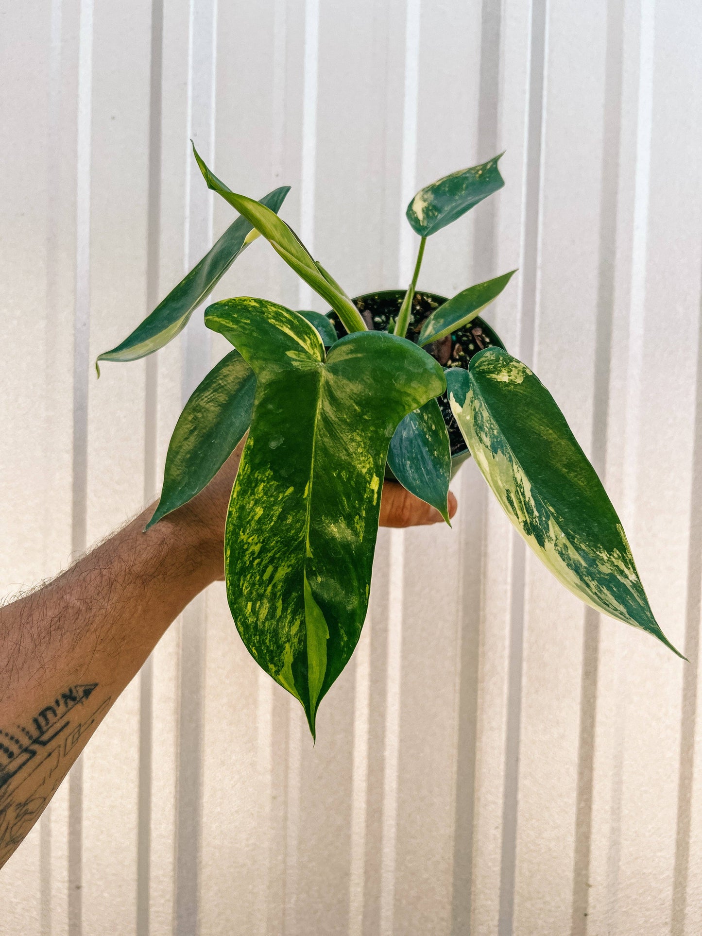 4" Philodendron Florida Beauty 'Sunrise'