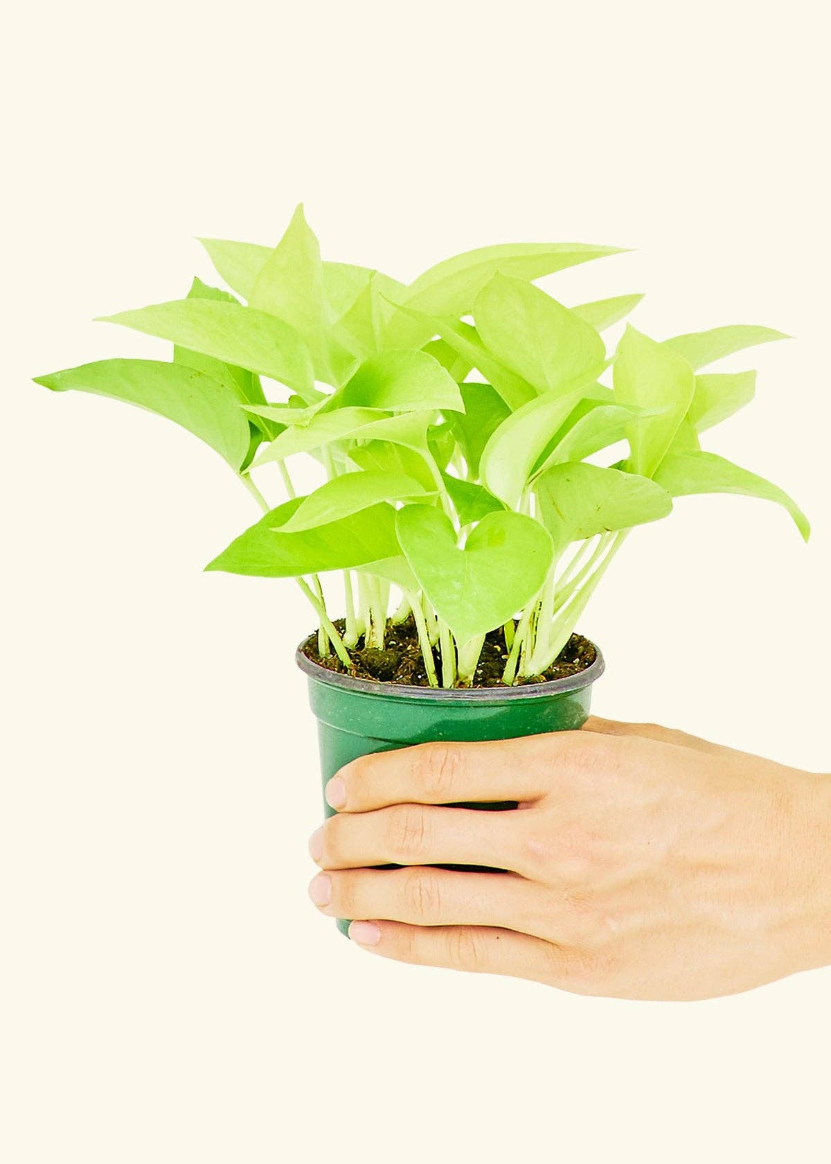 Neon Pothos (4" Pot): MD