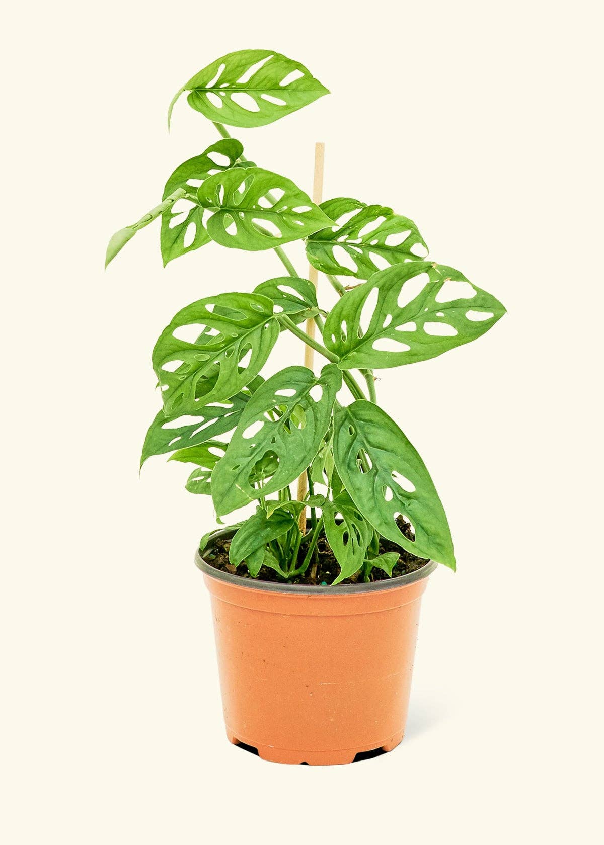 Swiss Cheese Vine (4"  Pot): MD