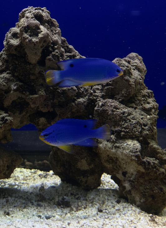 Yellow-Tailed Blue Damsel (RS)