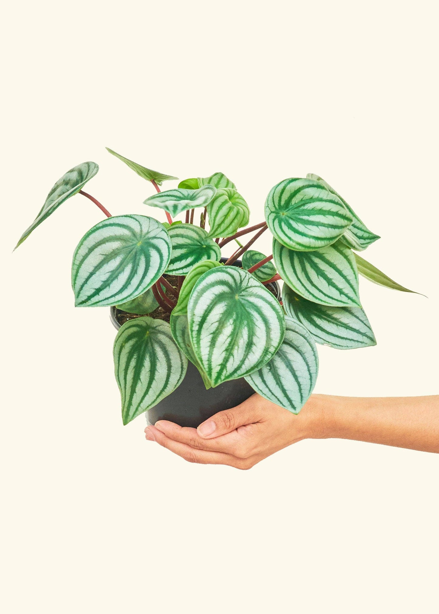 Watermelon Peperomia  SM