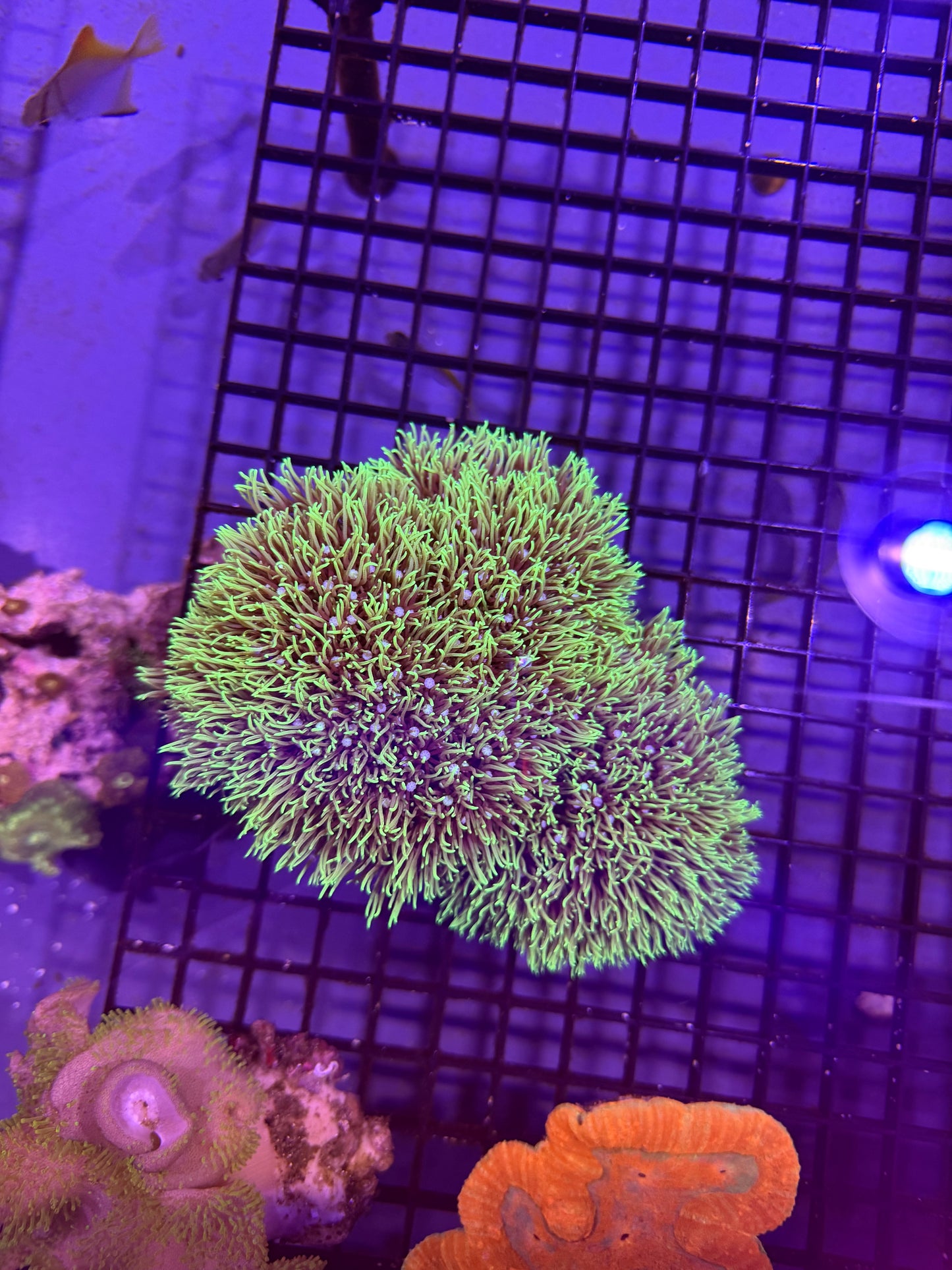 Green Star Polyp