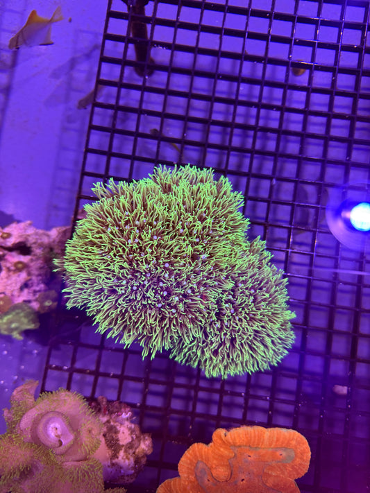 Green Star Polyp
