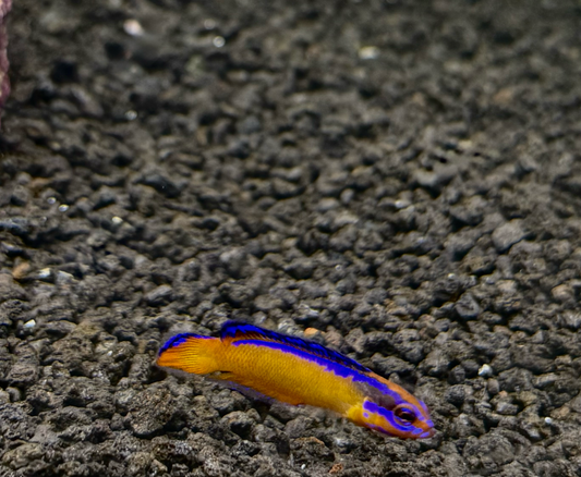 Neon Dottyback (RS)