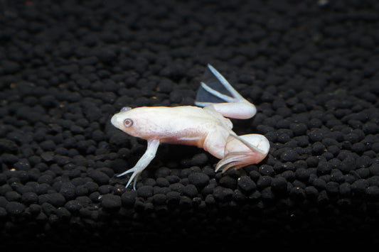 Albino African Clawed Frog