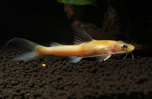 Albino Mystus Catfish