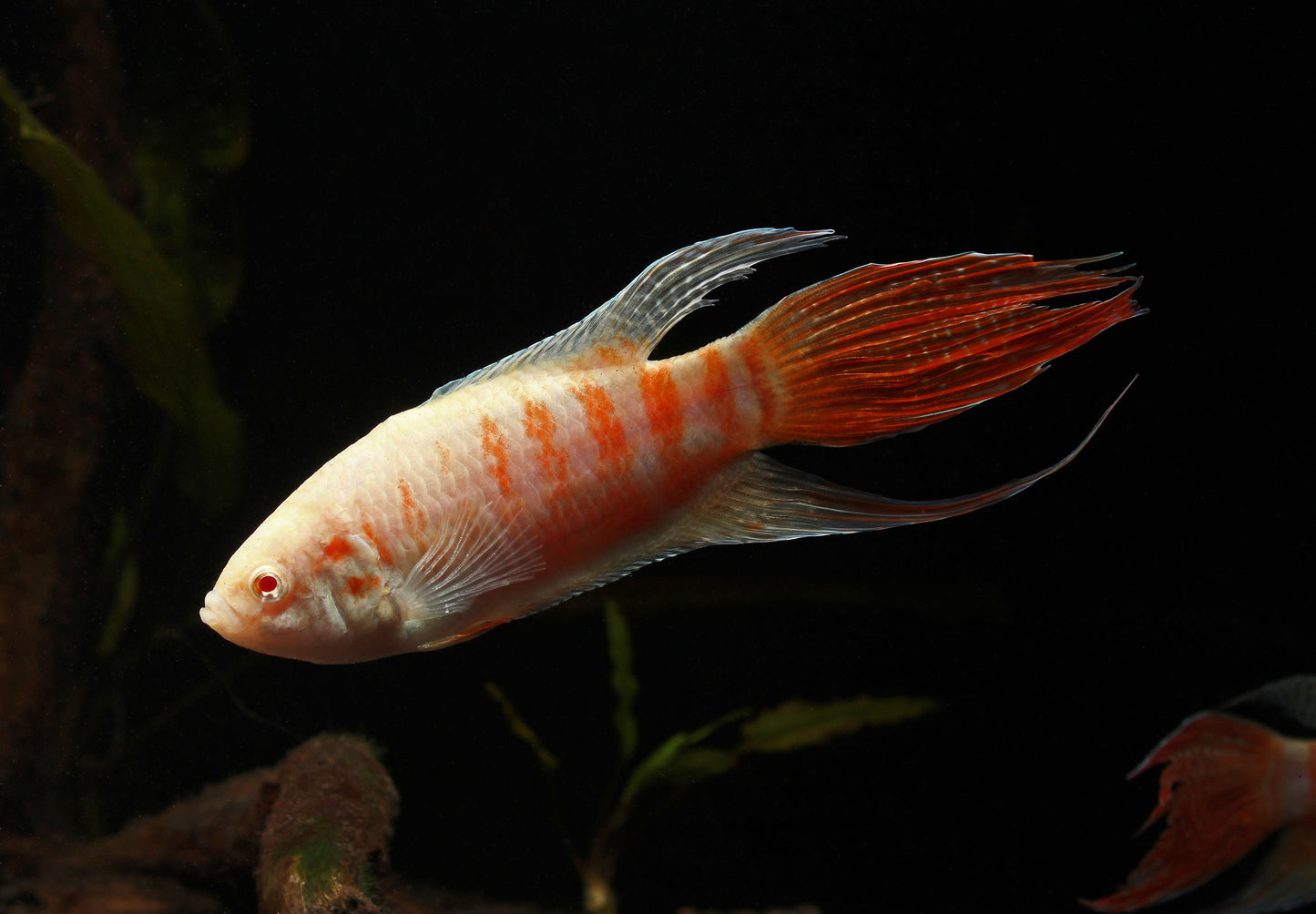 Albino Paradise Gourami