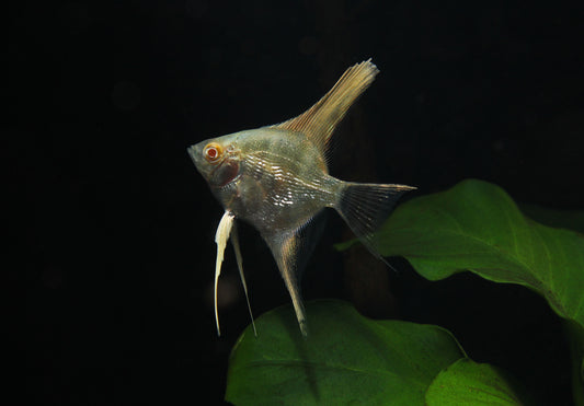 Albino Pearl Scale Angelfish