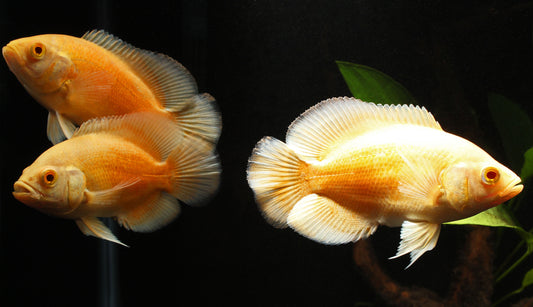 Albino Red Oscar Cichlid