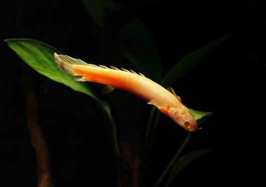 Albino Senegal Bichir