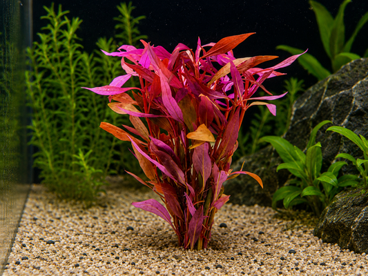 Alternanthera reineckii Lilacina Aquatic Plant