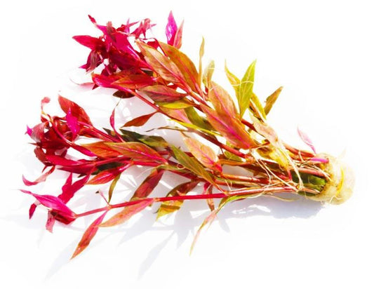 Alternanthera Reineckii "Variegated" Premium