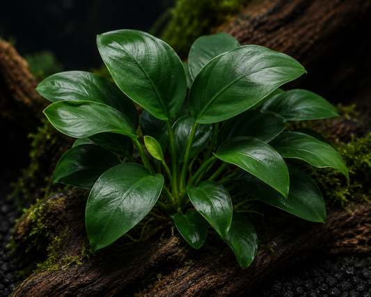 Anubias Barteri Var Glabra