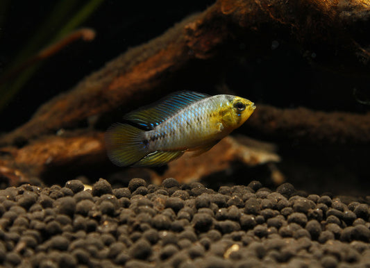 Apistogramma borellii "Blue"