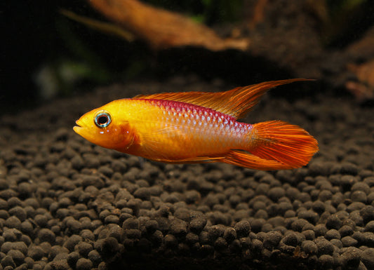 Apistogramma Agassizii "Fire Red"