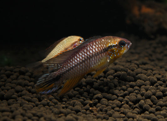 Apistogramma cf. Agassizii Netz "Tefe Blue Pearl"