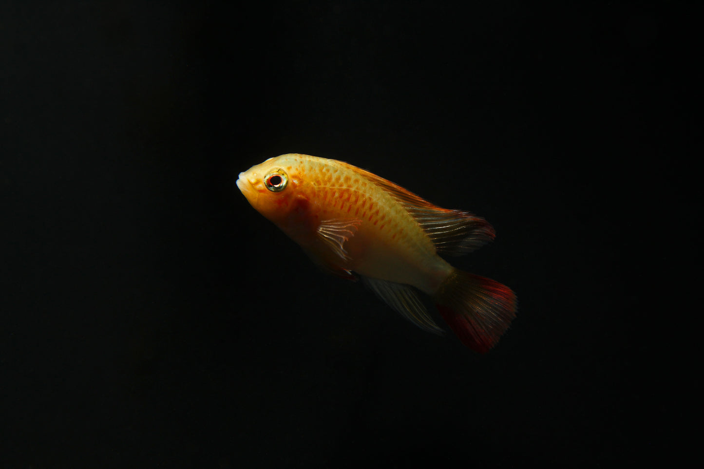 Apistogramma Macmasteri "Red Neck" Gold Form