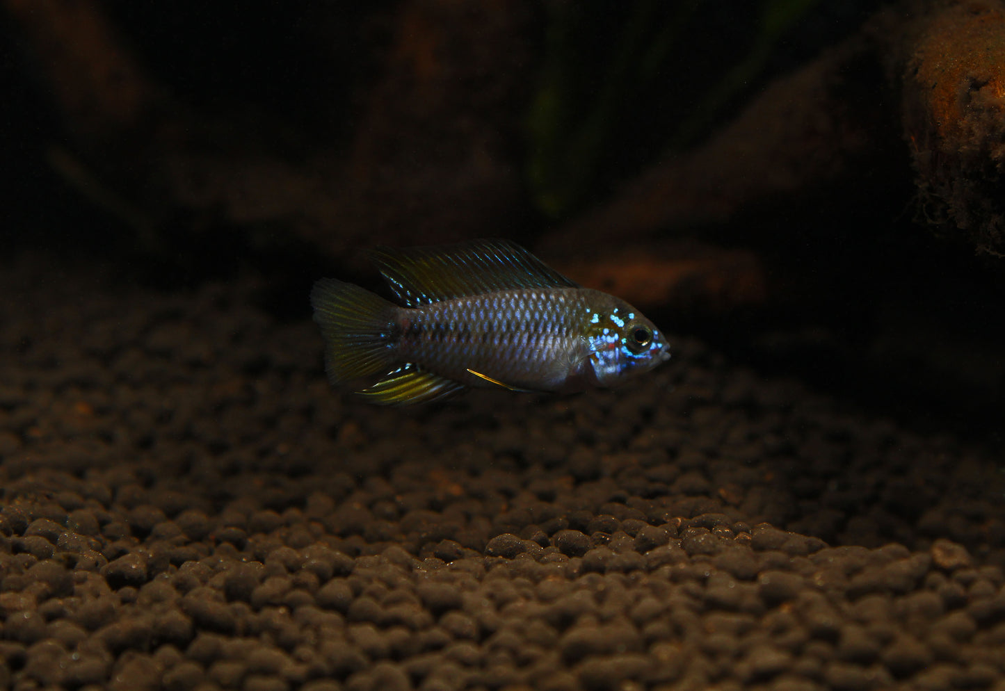 Apistogramma borellii "Opal"