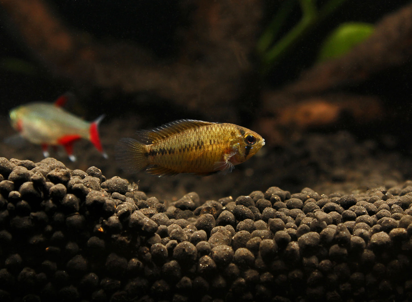 Apistogramma borellii "Opal"