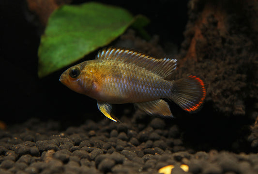 Apistogramma nijsseni "Panda"