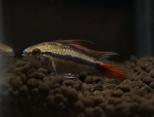 Apistogramma Erythrura "Rio Mamore"