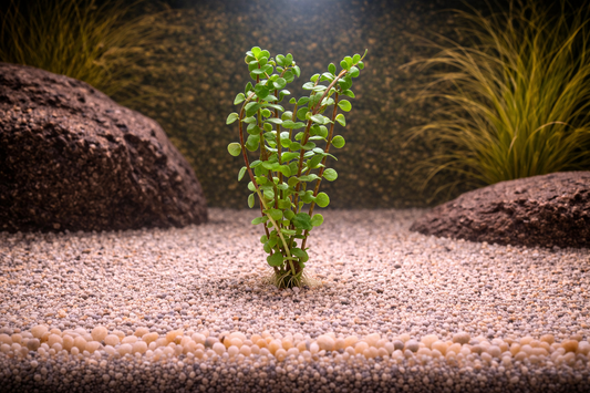 Rotala Rotundifolia Wayanad Aquatic Plant