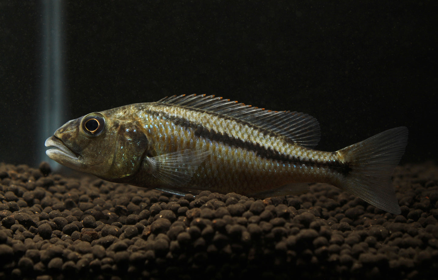 Aristochromis Christyi Cichlid