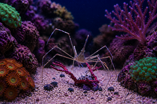 Arrow Crab