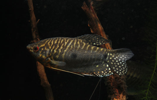 Assorted Large Gourami