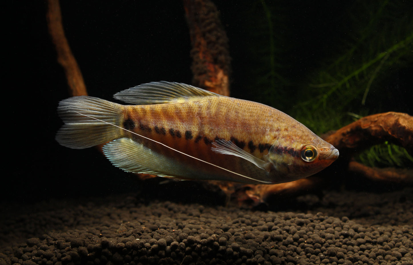 Snakeskin Gourami