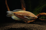 Load image into Gallery viewer, Snakeskin Gourami
