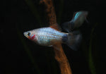 Load image into Gallery viewer, Assorted Platy
