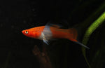 Load image into Gallery viewer, Assorted Swordtail
