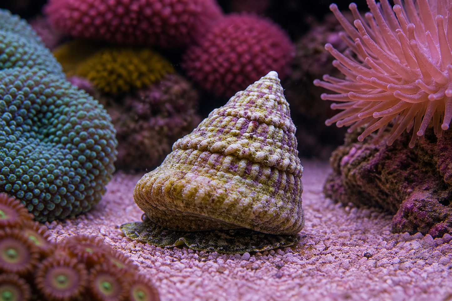 Astraea Snail