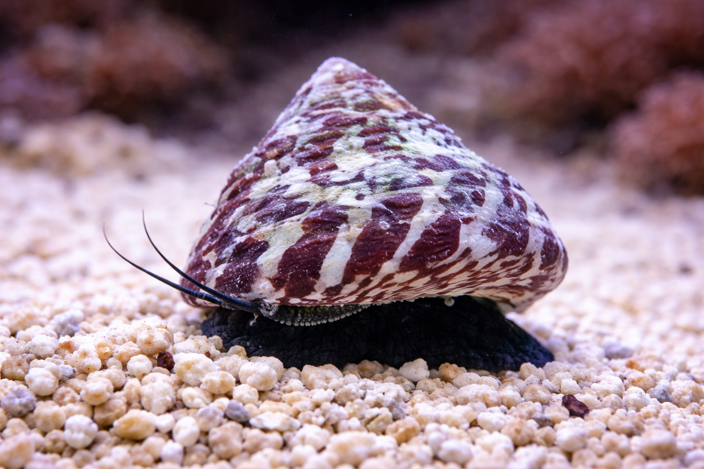 Red Banded Trochus Snail