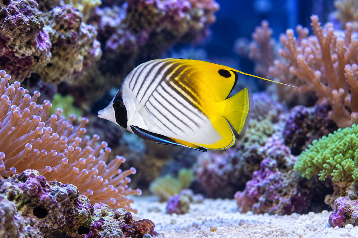 Auriga Butterflyfish