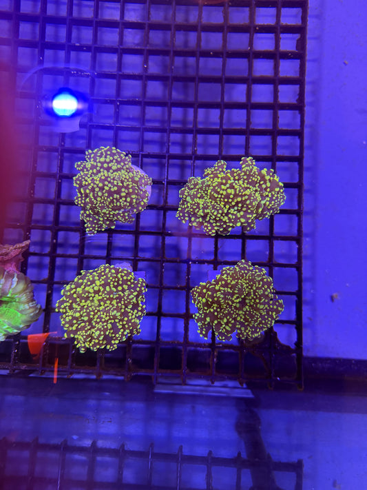 Orange Frog Spawn Coral